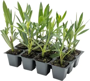 12 Nerium Red Oleander Shrubs | Live Plants in 2.5-inch Nursery Cubes | Jannoch Variety | Deer-Resistant Evergreen Perennial | Stunning Red Blooms for Outdoor Hedges & Garden Landscaping
