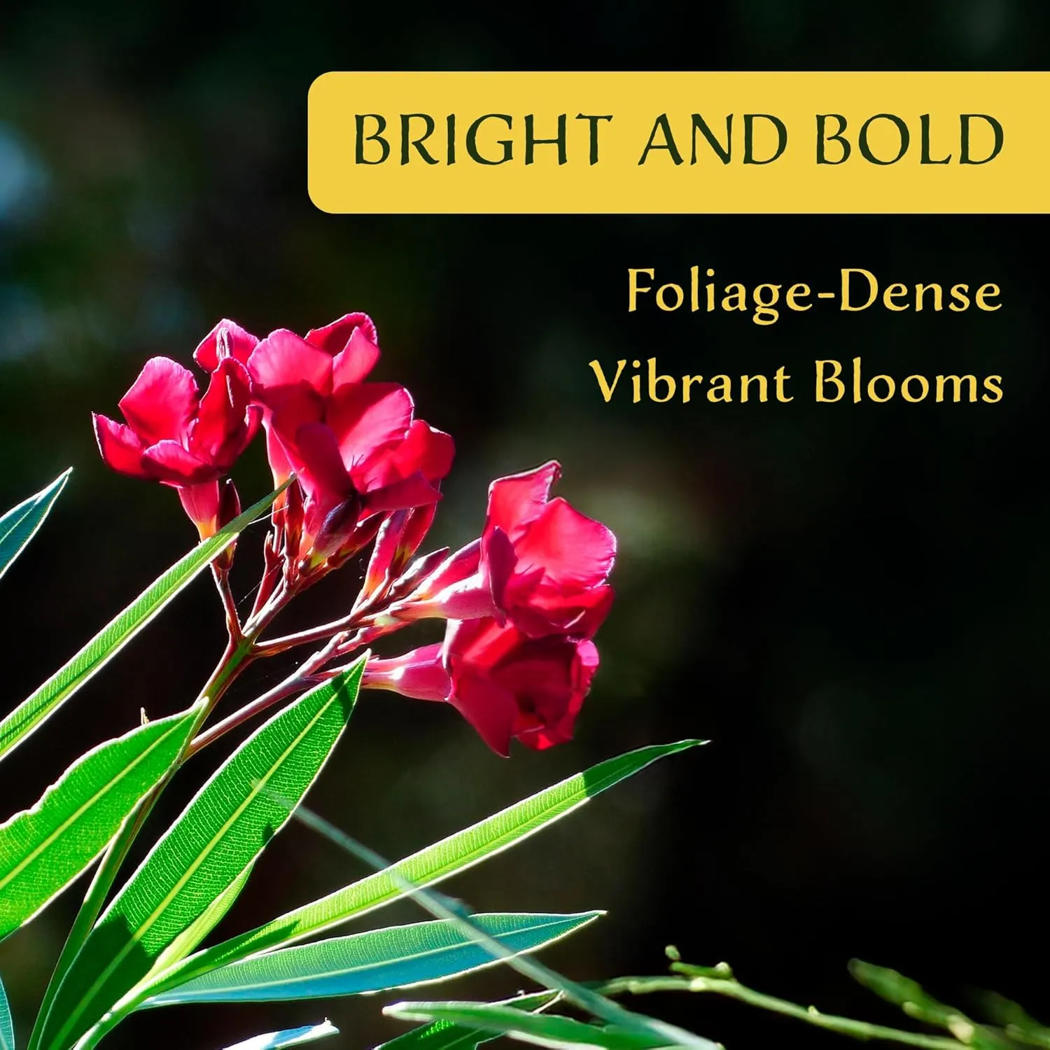 12 Nerium Red Oleander Shrubs | Live Plants in 2.5-inch Nursery Cubes | Jannoch Variety | Deer-Resistant Evergreen Perennial | Stunning Red Blooms for Outdoor Hedges & Garden Landscaping
