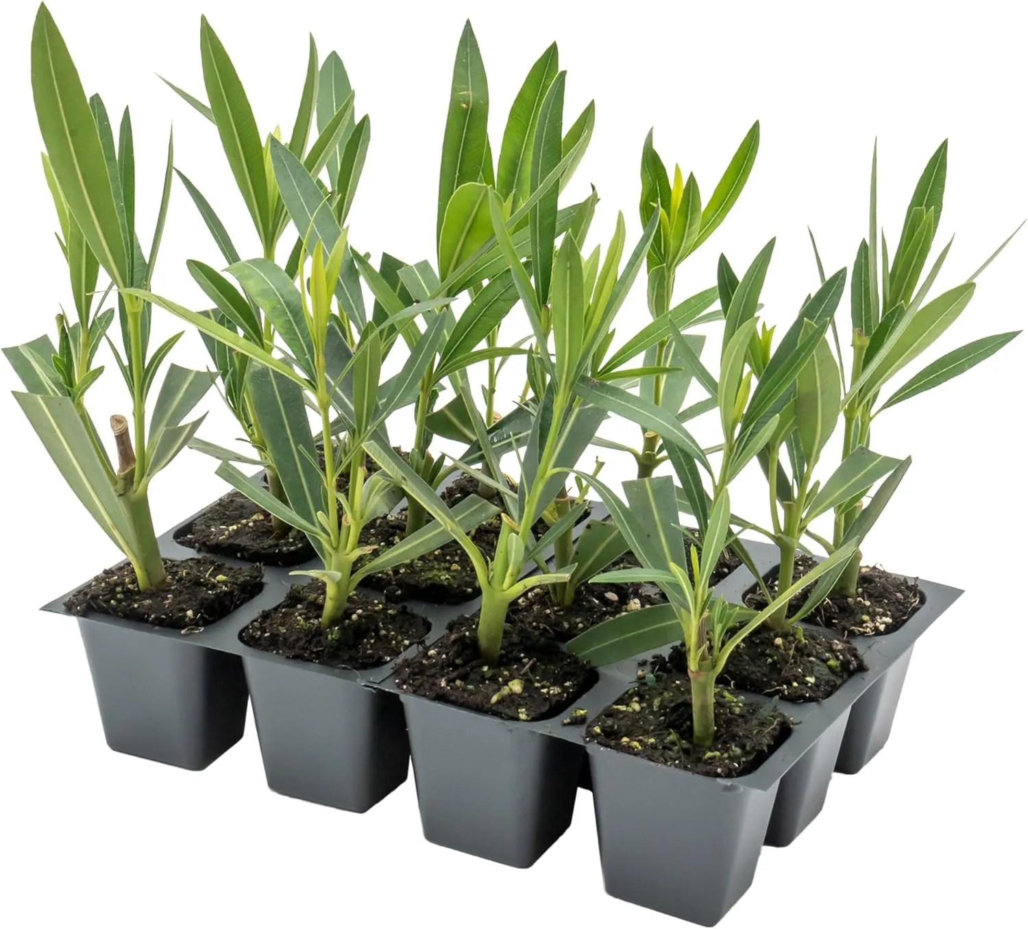 12 Nerium Red Oleander Shrubs | Live Plants in 2.5-inch Nursery Cubes | Jannoch Variety | Deer-Resistant Evergreen Perennial | Stunning Red Blooms for Outdoor Hedges & Garden Landscaping