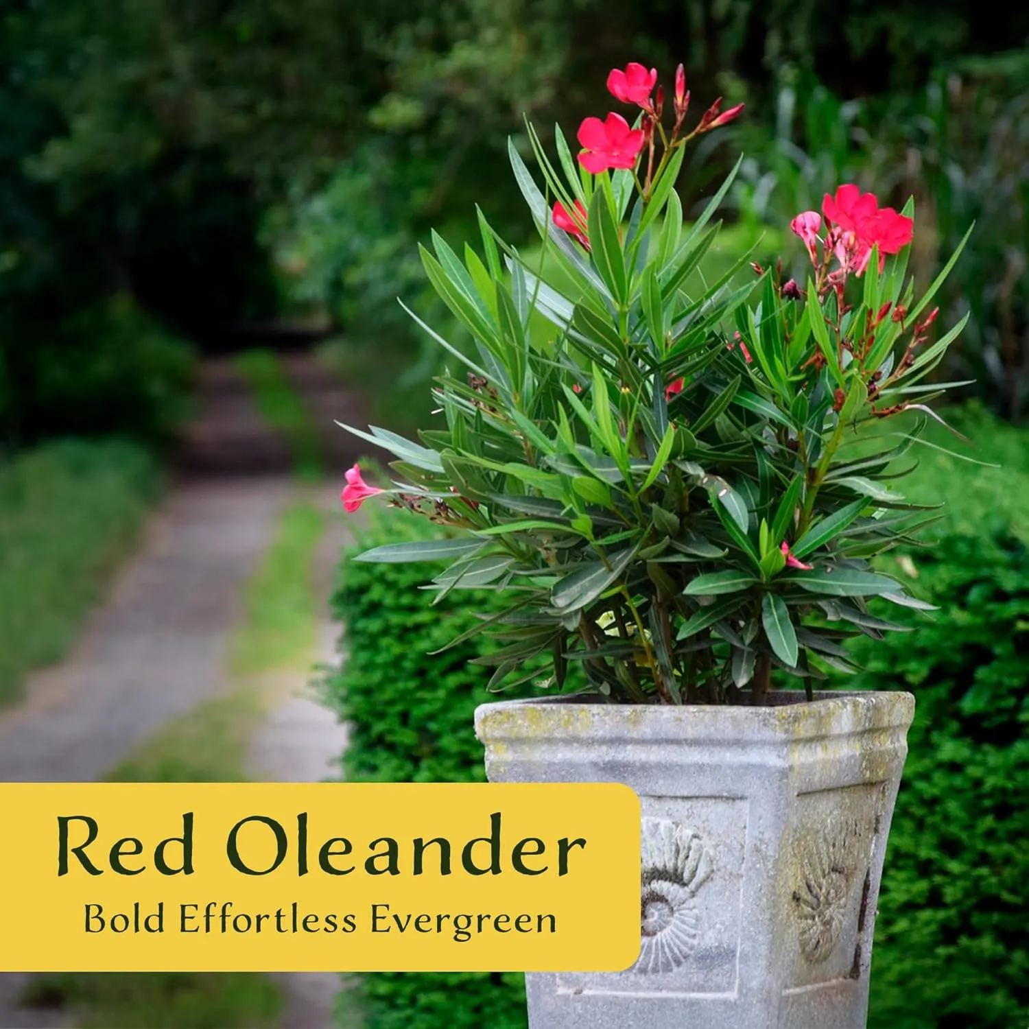 12 Nerium Red Oleander Shrubs | Live Plants in 2.5-inch Nursery Cubes | Jannoch Variety | Deer-Resistant Evergreen Perennial | Stunning Red Blooms for Outdoor Hedges & Garden Landscaping