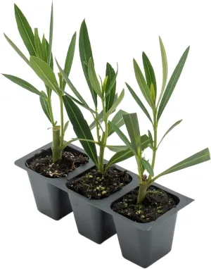 3 Pink Oleander Shrubs | Live Plants in 2.5-inch Nursery Cubes | Nerium Oleander Variety | Deer-Resistant Evergreen Perennial | Stunning Pink Blooms for Outdoor Hedges & Garden Landscaping