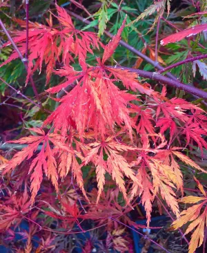Autumn Fire Weeping Japanese Maple 3 - Year Live Plant
