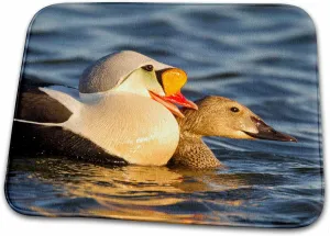 Bathroom Bath Rug Mat - Courting King eiders Ducks in Tundra Pond, Alaska, USA - US02 HRO0747 - Hugh Rose Ducks