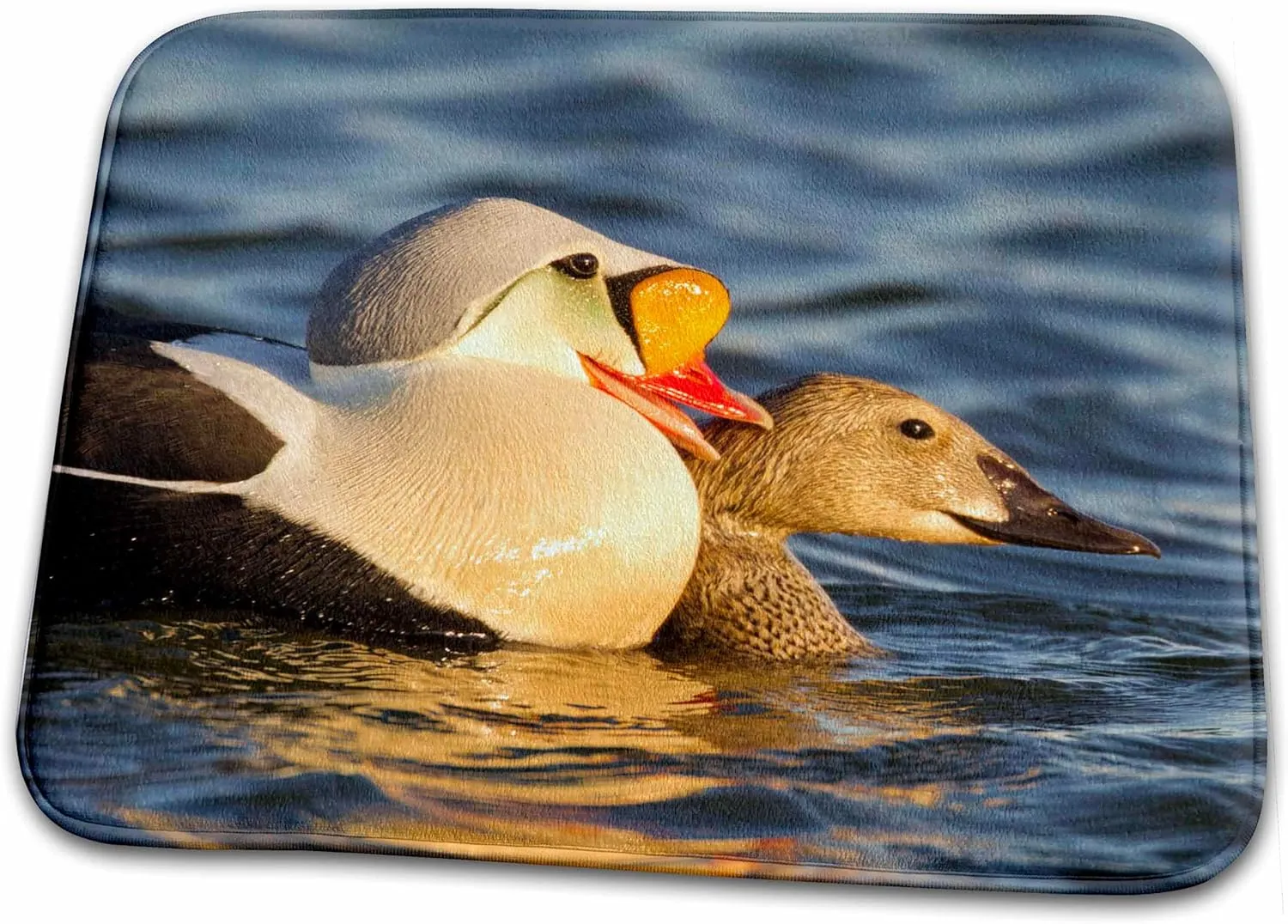 Bathroom Bath Rug Mat - Courting King eiders Ducks in Tundra Pond, Alaska, USA - US02 HRO0747 - Hugh Rose Ducks