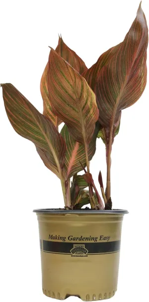 Canna Tropicana Lily 'Red', Easy Cannas, Live Lilies for Garden, Tropical Perennial Outdoor Plant, Blooms Orange Flowers in 4 qt. Grower Pot by Plants for Pets