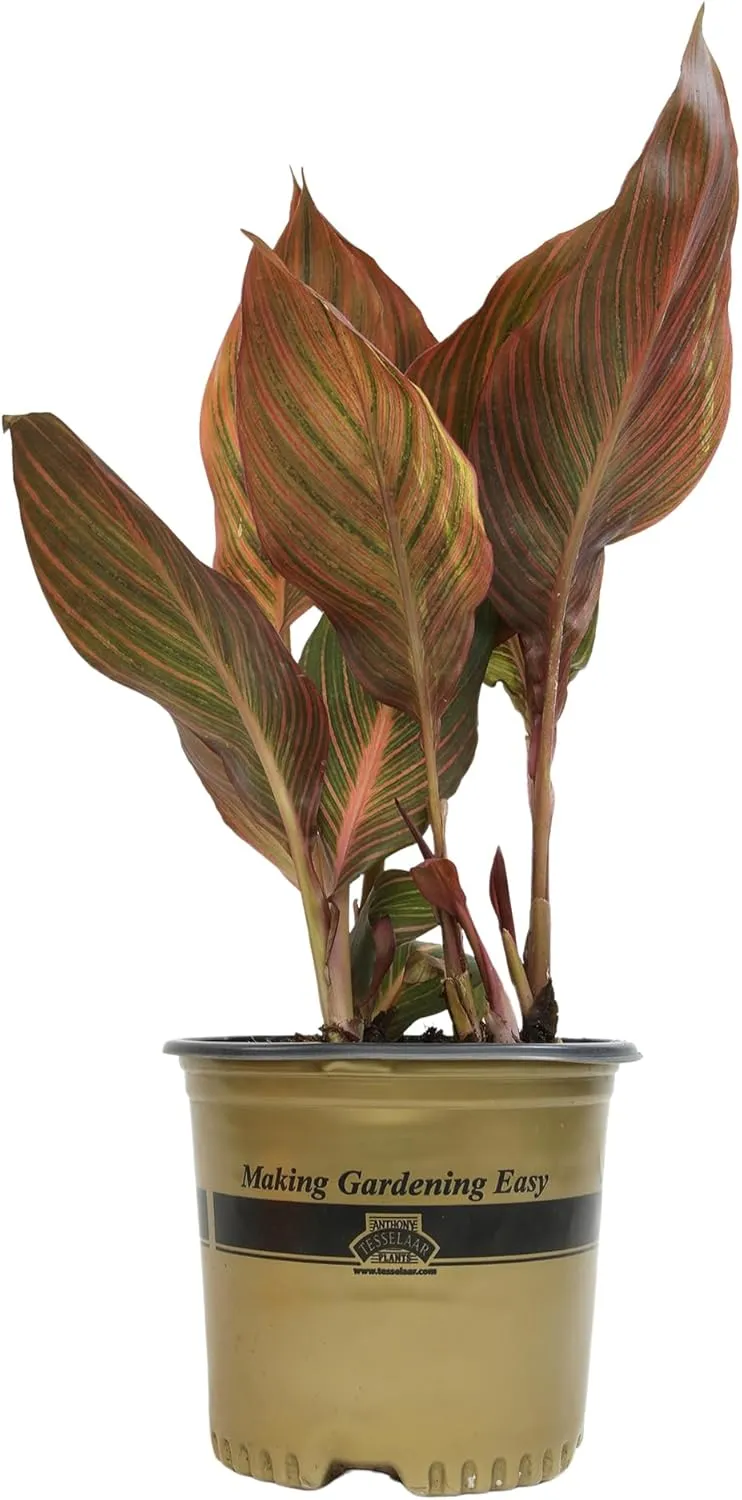 Canna Tropicana Lily 'Red', Easy Cannas, Live Lilies for Garden, Tropical Perennial Outdoor Plant, Blooms Orange Flowers in 4 qt. Grower Pot by Plants for Pets