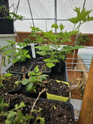 Live Salmonberry Plant, 3 Inch Pot, Native Pacific Northwest Berry Bush