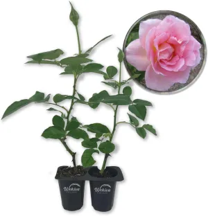 Tiffany Rose Bush - 2 Live Starter Plants in 2 Inch Pots - Beautifully Fragrant Heirloom Rose from Florida - A Versatile Beauty with a Rich Fragrance
