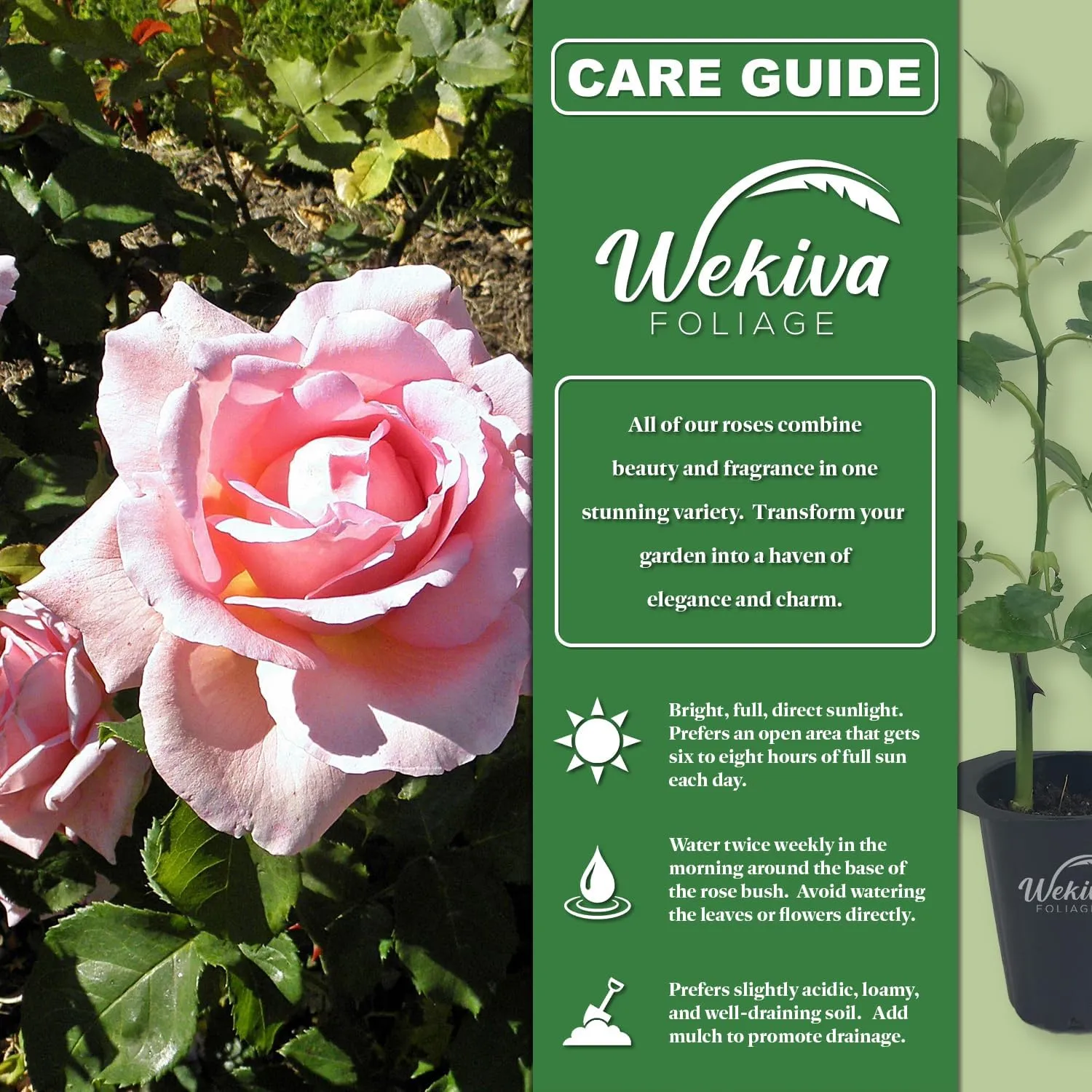 Tiffany Rose Bush - 2 Live Starter Plants in 2 Inch Pots - Beautifully Fragrant Heirloom Rose from Florida - A Versatile Beauty with a Rich Fragrance